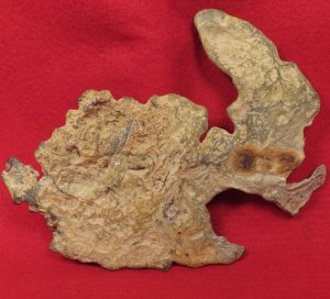 The Excavated Shenandoah Rabbit - Published