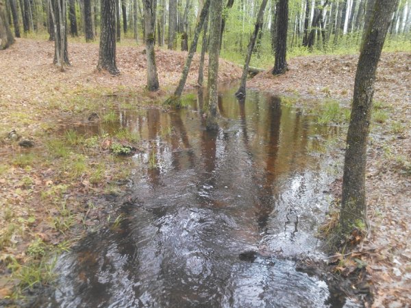 Arthurs Swamp3