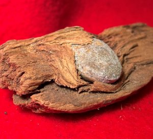 Bullet In Wood