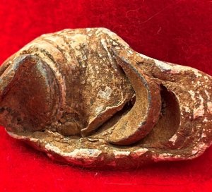 Collided Type III Williams Cleaner Bullets