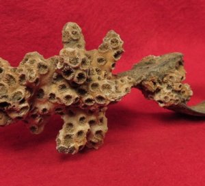 Enfield Rifle Musket Trigger Guard with Corals 