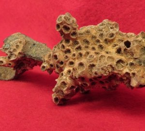 Enfield Rifle Musket Trigger Guard with Corals 