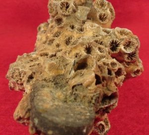 Enfield Rifle Musket Trigger Guard with Corals 