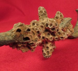 Enfield Rifle Musket Trigger Guard with Corals 