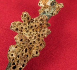 Enfield Rifle Musket Trigger Guard with Corals 