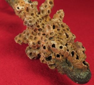 Enfield Rifle Musket Trigger Guard with Corals 