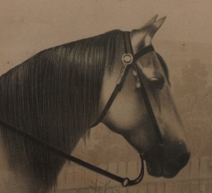 "Genl. Lee On Traveler"