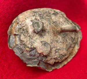 US Waist Belt Buckle - Arrow Type Hooks