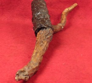 Bayonet Socket Recovered with Tree Root