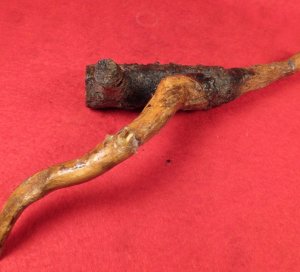 Bayonet Socket Recovered with Tree Root