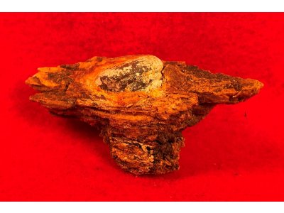 Bullet In Wood - .69 Caliber 3-Ring