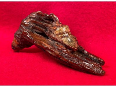 Confederate Bullet In Wood - Gardner