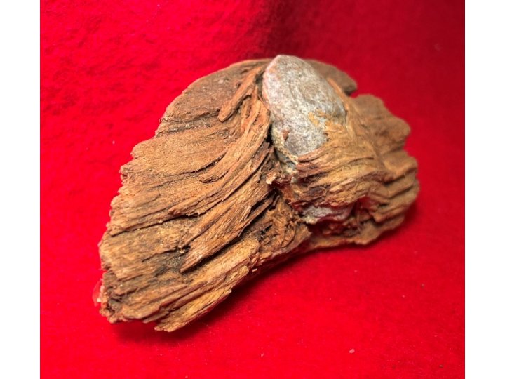 Bullet In Wood