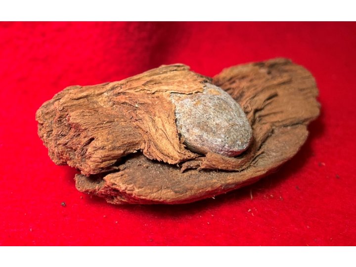 Bullet In Wood