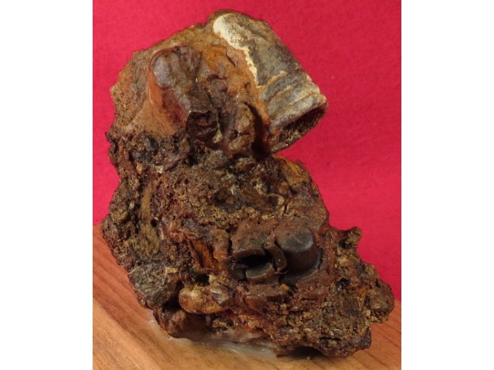 Relic Cluster Gauley Bridge, WV