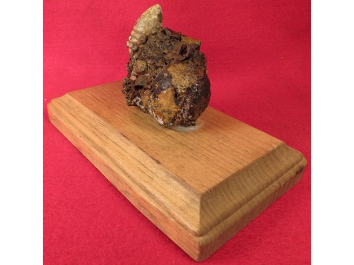 Relic Cluster Gauley Bridge, WV