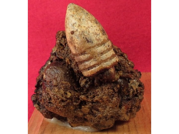 Relic Cluster Gauley Bridge, WV