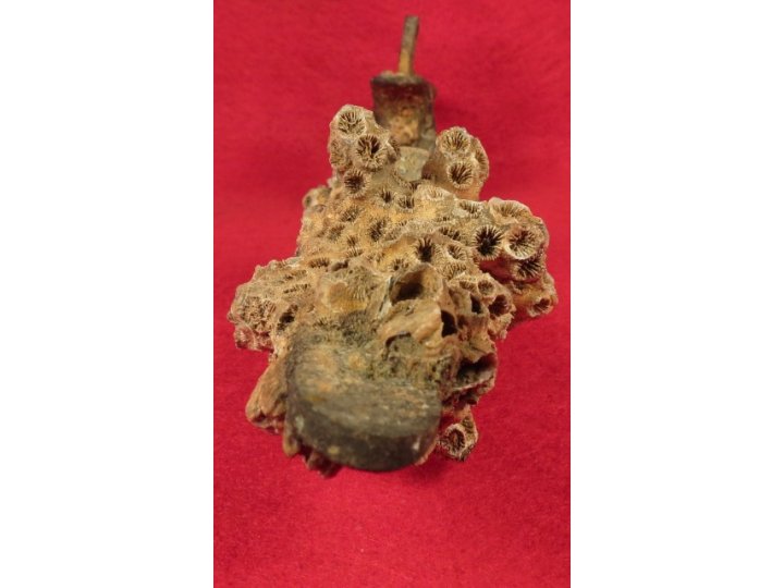 Enfield Rifle Musket Trigger Guard with Corals 