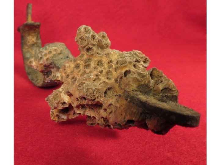 Enfield Rifle Musket Trigger Guard with Corals 