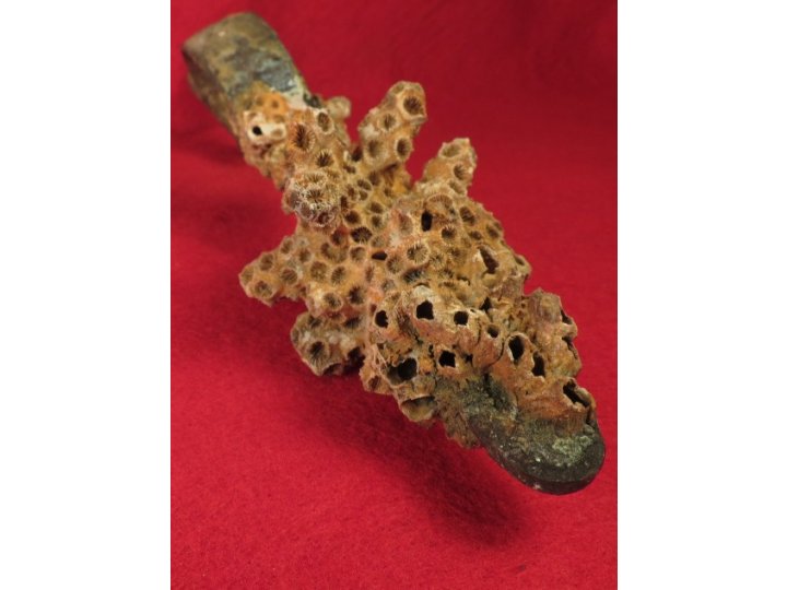 Enfield Rifle Musket Trigger Guard with Corals 
